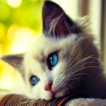 cutest cats wallpaper android application logo